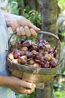 Person holding a trug filled with small Onions selected for pickling