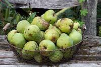 Pyrus 'William Bon Chretien' - Pears -  in a wire basket
