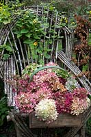 Hydrangea paniculata flowerheads in wooden trug on Hazel chair