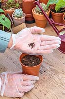 Wearing gloves to protect against very poisonous seeds while handling to sow.