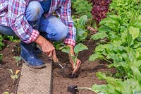 Woman planting Cauliflower plug plants using a hand trowel.