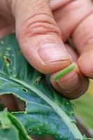 Removing Caterpillar from Cauliflower leaf.