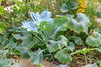 Cabbage 'January King' in vegetable garden in September