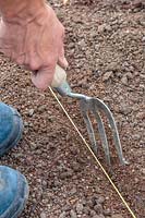 Woman using hand fork to create drill ready for sowing seeds.