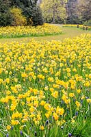River of gold. 50,000 spring bulbs featuring little daffodil Narcissus TÃªte Ã¡ TÃªte, species tulips Tulipa sylvestris and Tulipa clusiana, and blue grape hyacinth Muscari. These were planted in just 3 hours using an automated turf-lifter, bulb grader and planting machine. Exbury Gardens.