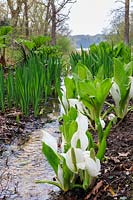 White form of skunk cabbage 'Lysichiton camtschatcensis' grows on the water-line of a stream flowing down into the Beaulieu River in the lower part of the garden. Exbury Gardens, Hampshire.