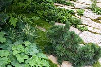 Green is the Colour Garden, planting detail of Pinus - Pine - in paving with  Sagina subulta - Moss - Alchemilla mollis and Molinia caerulea
