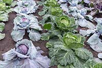 Brassicas - cabbage 'Serpentine', 'Red Jewel', 'Romanov', 'Kalibos' 