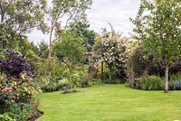 Country garden in June with mixed borders, trees and rose arch with Rosa 'Pauls Himalayan Musk'.