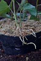 Ipomoea batatas 'Murasaki' - Slips or cuttings of Sweet Potato - will root quickly