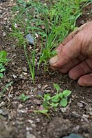 Hand weeding Chickweed - Stellaria media - between row of Foeniculum vulgare 'Finale' - Florence Fennel - seedlings