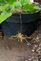 Rooting of internodal cuttings of Clematis 'Winter Beauty' grown in pots of sand