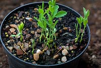 Lathyrus odoratus - sweet pea seedlings damping off due to disease hastened by over watering