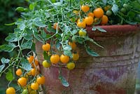 Solanum lycopersicum 'Tumbling Tom Yellow' cherry tomato