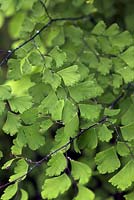 Adiantum venustum - evergreen maidenhair fern.