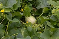Cucumis melo 'Emir' AGM Melon growing in a polytunnel in UK