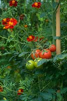 Solanum lycopersicum - Tomato plants growing with a tall Tagetes variety to deter pests including whitefly