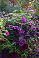 Annual bedding planting combination: Plectranthus madagascariensis 'Variegated Mintleaf' with Ipomoea 'Sweet Caroline Purple', Petunia 'Surfinia Pink Vein' and Petunia 'Sanguna Burgundy'