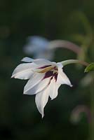 Acidanthera - Gladiolus murielae - Abyssinian gladiolus