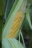Zea mays 'Mirai 160Y' Sweet Corn