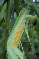 Zea mays 'Mirai 160Y' Sweet Corn