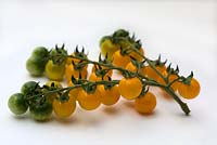 Solanum lycopersicum 'Golden Crown'