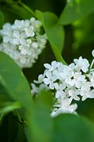 Syringa vulgaris 'Vestale' - Lilac