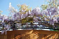 Wisteria sinensis trained on metal arch over wooden gates