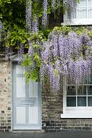 Wisteria floribunda 'Macrobotrys' growing on the front of a small victorian house
