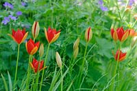 Tulipa sprengeri growing amongst wild grass with self sown geranium sylvaticum 