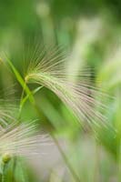 Hordeum jubatum - foxtail barley