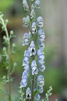 Aconitum 'Stainless Steel' -  June, early Summer.
