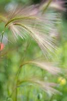 Hordeum jubatum - Foxtail Barley