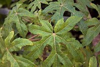 Vasconcella pubescens syn. Vasconcellea pubescens - Mountain Pawpaw