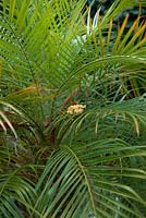 Phoenix roebelenii - Pygmy Date Palm
