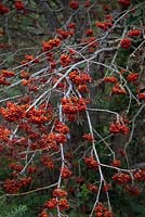 Sorbus acuparia - Mountain Ash in late September