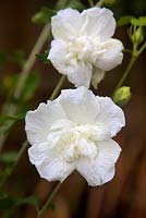 Hibiscus 'White Chiffon'