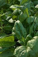 Spinacia oleracea 'Amazon' - Spinach