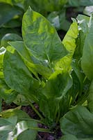 Spinacia oleracea 'Matador' - Spinach