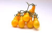 Solanum lycopersicum 'Banana Legs' - Tomato - fruits on the vine   