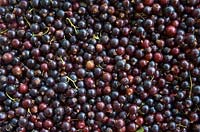 Ribes nigrum 'Ben Sarek' - Blackcurrant - looking down on harvested currants
