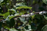 Woolly Aphid or American Blight - Eriosoma lanigerum - on Malus 'Red Sentinel' - Crabapple