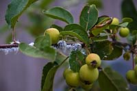Woolly Aphid or American Blight - Eriosoma lanigerum - on Malus 'Red Sentinel' - Crabapple Tree