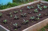 Transplanted Brassica oleracea - Cabbage - plants in a raised bed and suffering pigeon damage