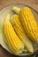 Zea mays 'Ovation' AGM Sweet Corn.