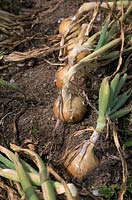 Allium cepa 'Marco' AGM bulb onion.
