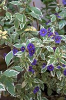 Solanum rantonnetii 'Variegatum'.