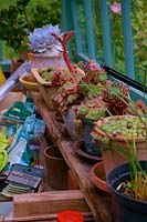 Cluttered greenhouse bench with succulents in pots - Echeveria and Sempervivum.