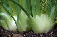 Florence Fennel, Foeniculum vulgare 'Rondo', F1 Hybrid sown 23 June and shown 24 September.
