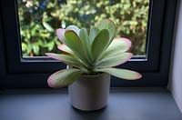 Kalanchoe thyrsifolia succulent pot plant on a windowsill.